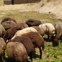 میش|عمده‌فروشی|لیلان, |دیوار