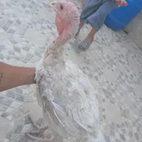 لوقلمون بیوتی ۶