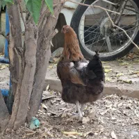 مرغ و خروس محلی