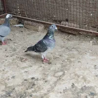کبوتر خوب