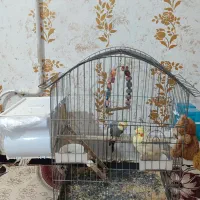 عروس هلندی
