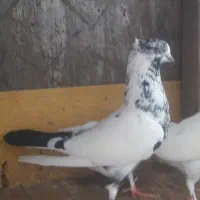 دو عدد کبوتر پرشی