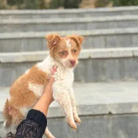 سگ میکس پودل 4 ماهه