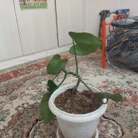 یک به فروش میرود