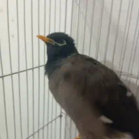 ۳  عددپرنده  مرغ مینا دستی سخنگو ۲تا قناری