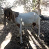 سه تا کهره نر
