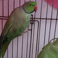 ملنگو جفت بالغ کار داده