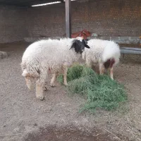 بره نر ورجین در حمیدیه