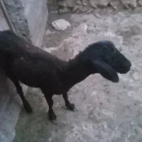 بره ماده