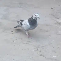 جوقی سبز