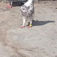 نر ماده گرگی پرش بالا 1ملییون مفت