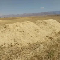 کاه کمپایین جاندر