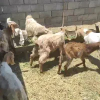 قصابی کوشت گوسفند