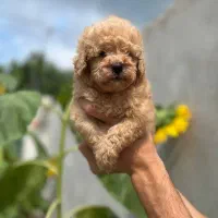 توله توی پودل سگ