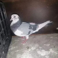 کفتر شازده سبز