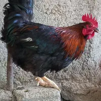 خروس نژاد دار جوان