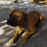 سگ باکسر