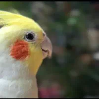 ۵ عروس هلندی