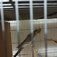 یک جفت عروس نرماده کار داده جوان