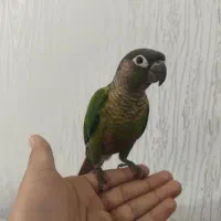 گیرنچیک|پرنده|شیراز, قدوسی غربی|دیوار