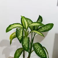 فروش یک عدد گل دفین باخیا