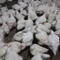مرغ زنده گوشتی فروشی