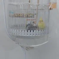 عروس هلندی