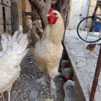 مرغ و خروس