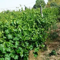 باغ-ثمری-فیروزی