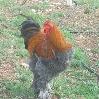 تخم مرغ نطفه دار برهما