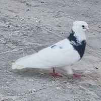 کفتر