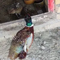 مرغ آمریکایی