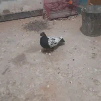 یه حفت سینه سیا