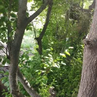باغ ویلایی