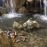 ماهی کوی آکواریوم برکه استخر|ماهی|قم, گلزار|دیوار