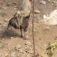 خروس محلی