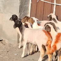 میش کاور بره عروسک و خاص