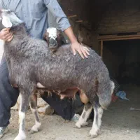 قوچ قزل افشار 2ساله همه‌چیز تمام