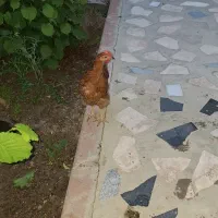 فروش یک عدد جوجه ی 3ماهه
