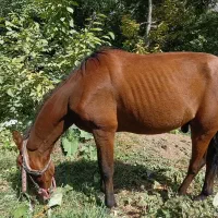 اسب نر