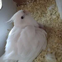 جفت عروس البینو با جوجه