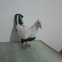 کبوتر  دمبی
