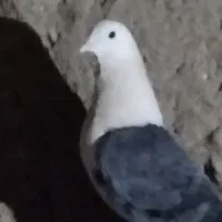 کفتر کلاغ کربلایی