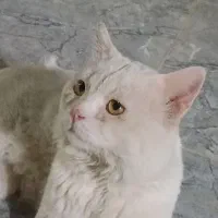گربه گمشده