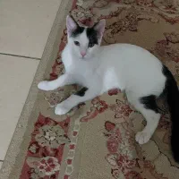 واگذاری گربه ملوس