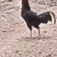 خروس لاری اصیل ایرانی