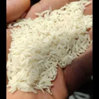 برنج طارم هاشمی