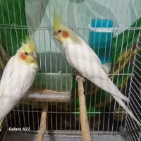 عروس نر و ماده