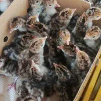 جوجه بوقلمون