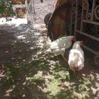 مرغ|حیوانات مزرعه|شازند, |دیوار